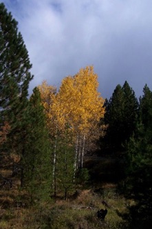 Aspens