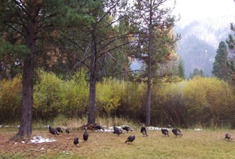 Wild turkeys