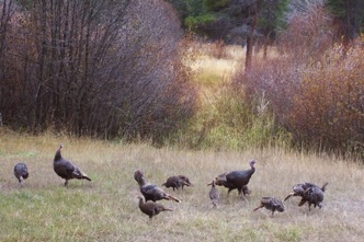 Turkey clan