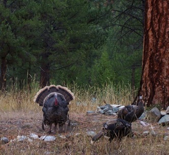 Big turkeys