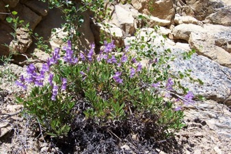 Wildflowers