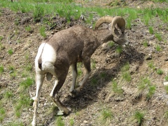 Big horn sheep graze