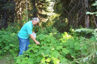 Berry picking