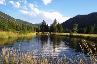 Pond in August