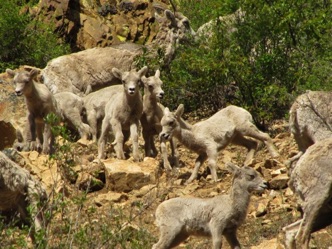 Young bighorn sheep