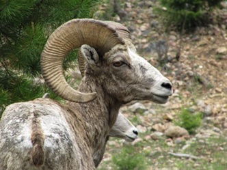 Bighorn sheep