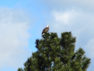 Bald eagle