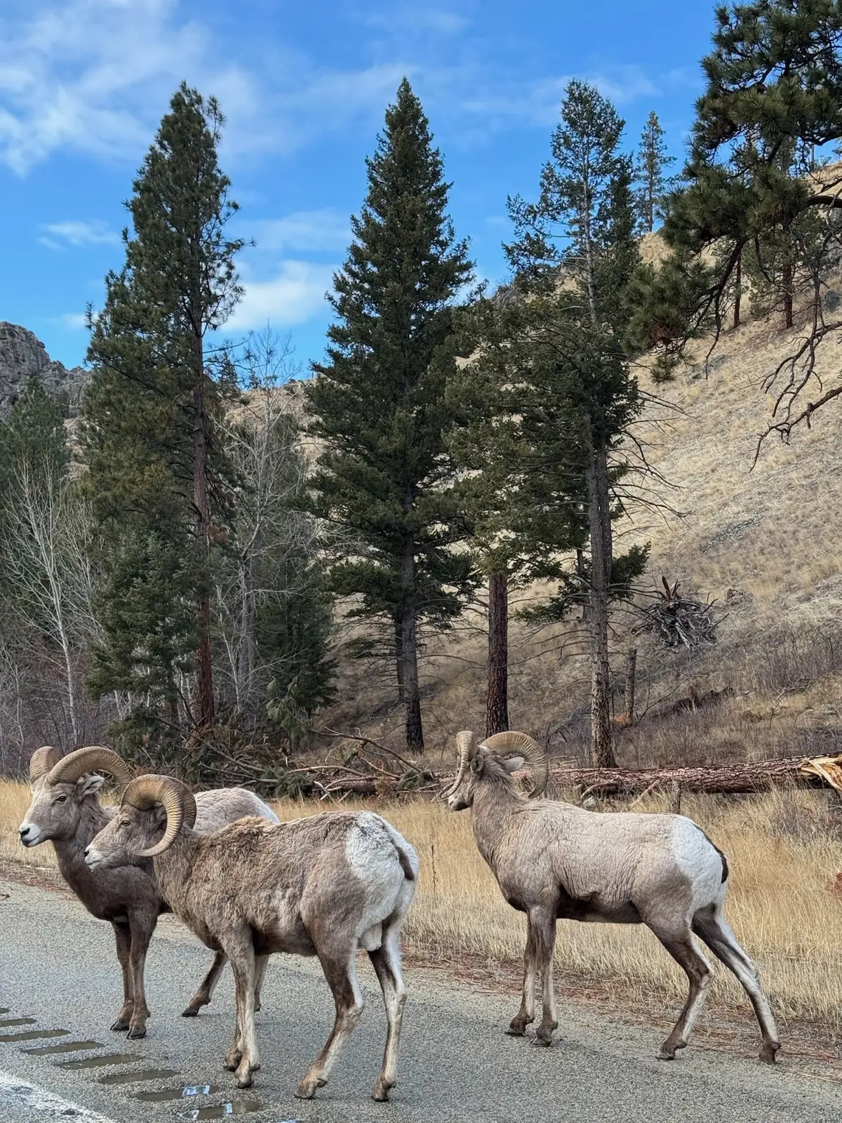 A bighorn sheep on the hillside above the ranch
