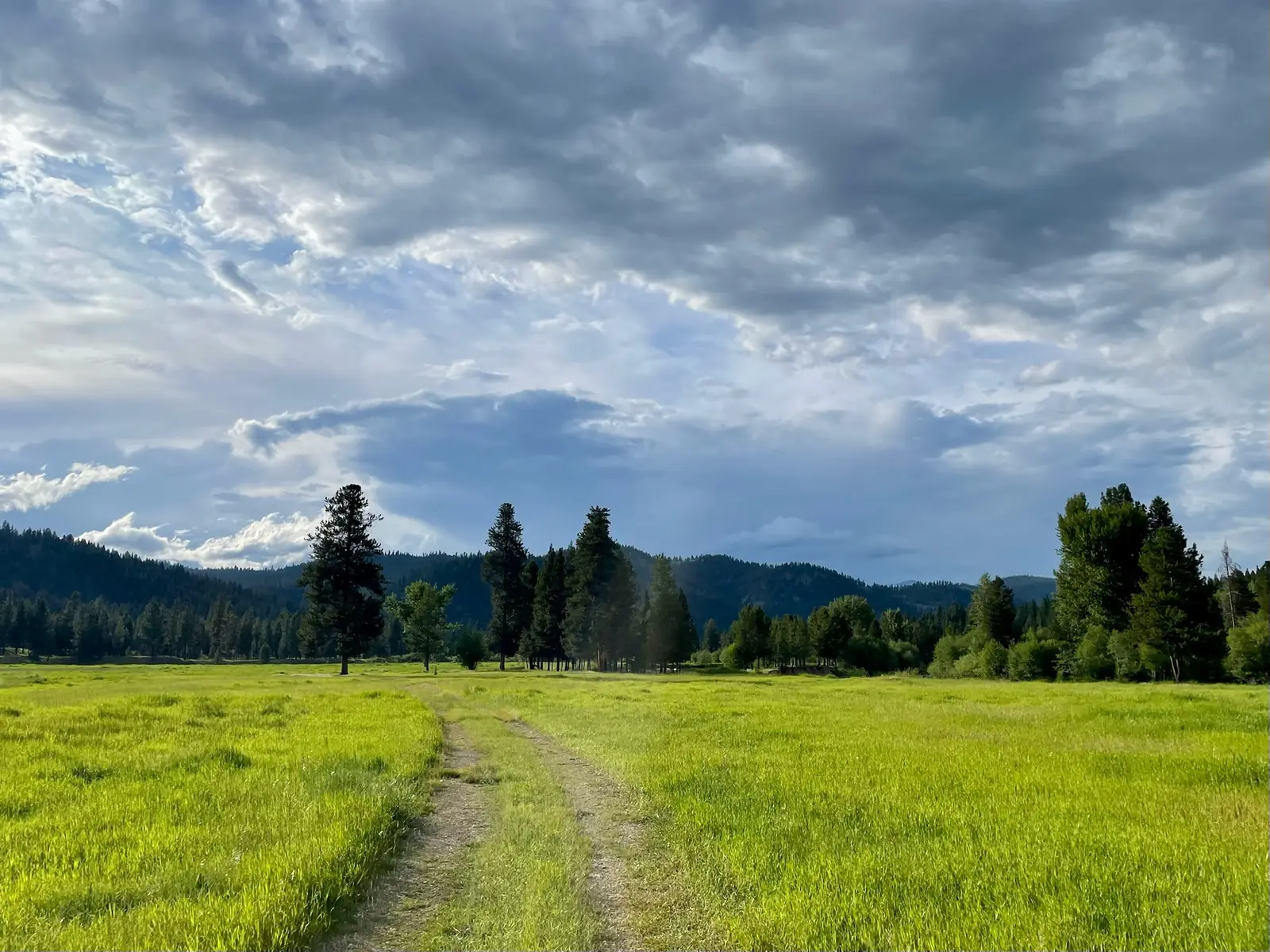 A two-track road running through the green meadow toward the pines under a cloudy sky