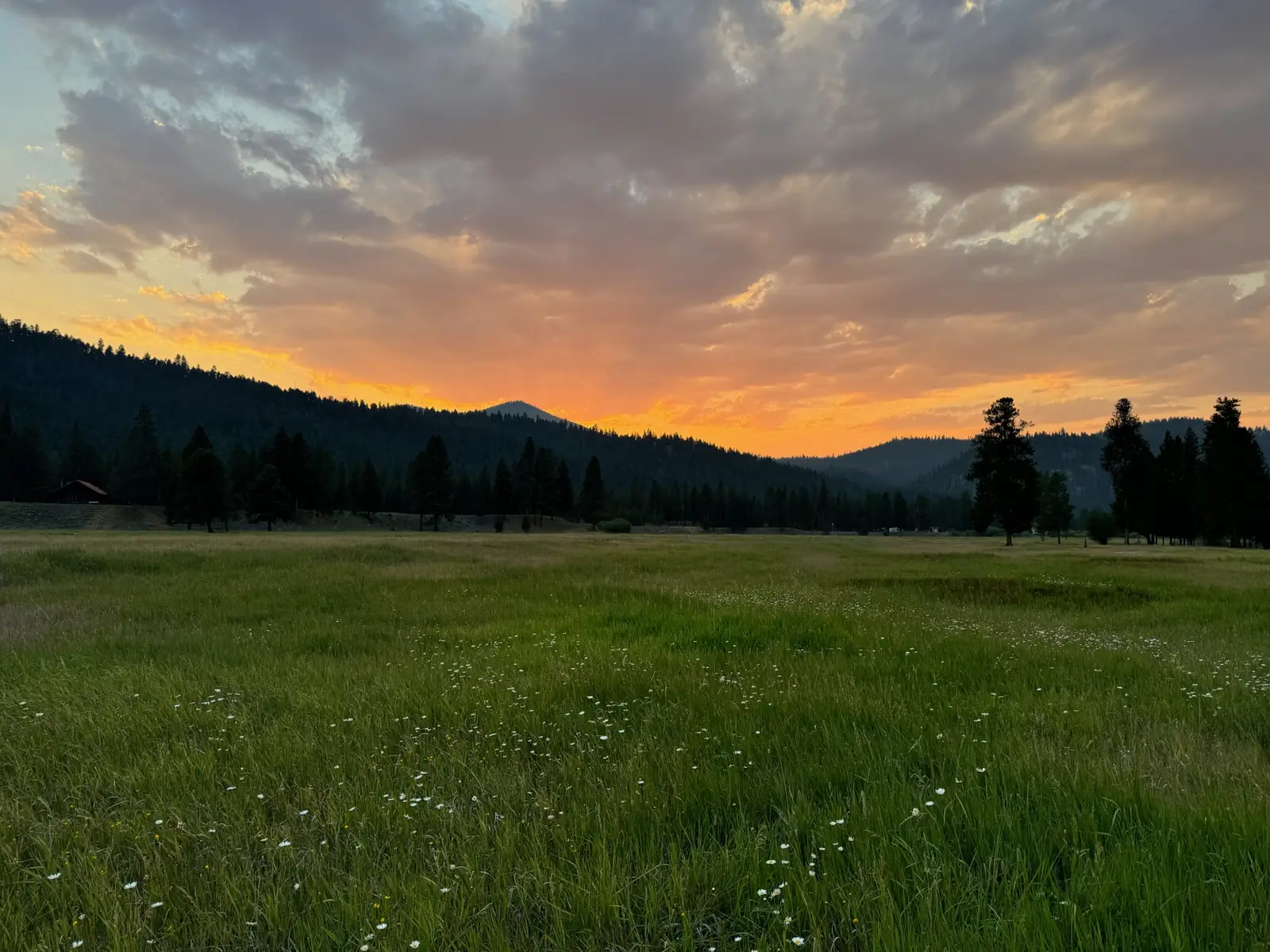 Golden evening light low over the green meadow at Alta Ranch near Darby, Montana.