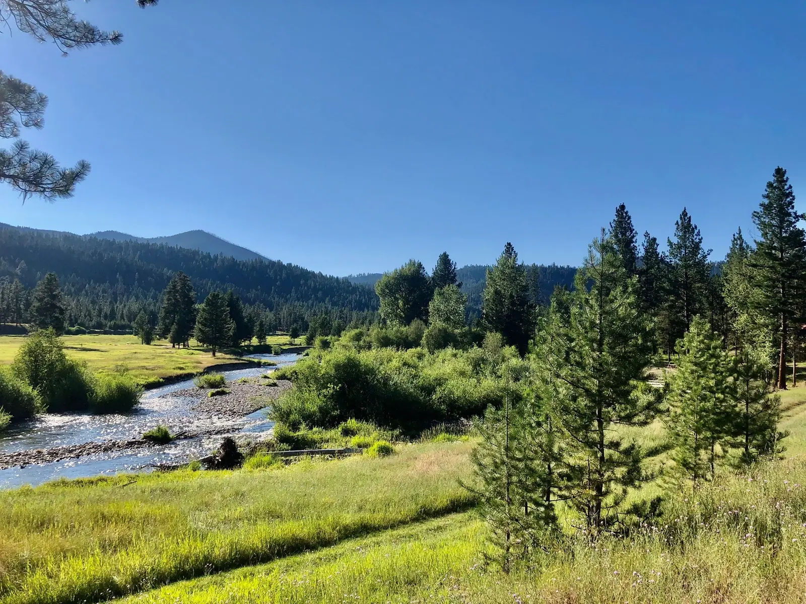 The upper West Fork of the Bitterroot River winding through the green summer meadow at Alta Ranch