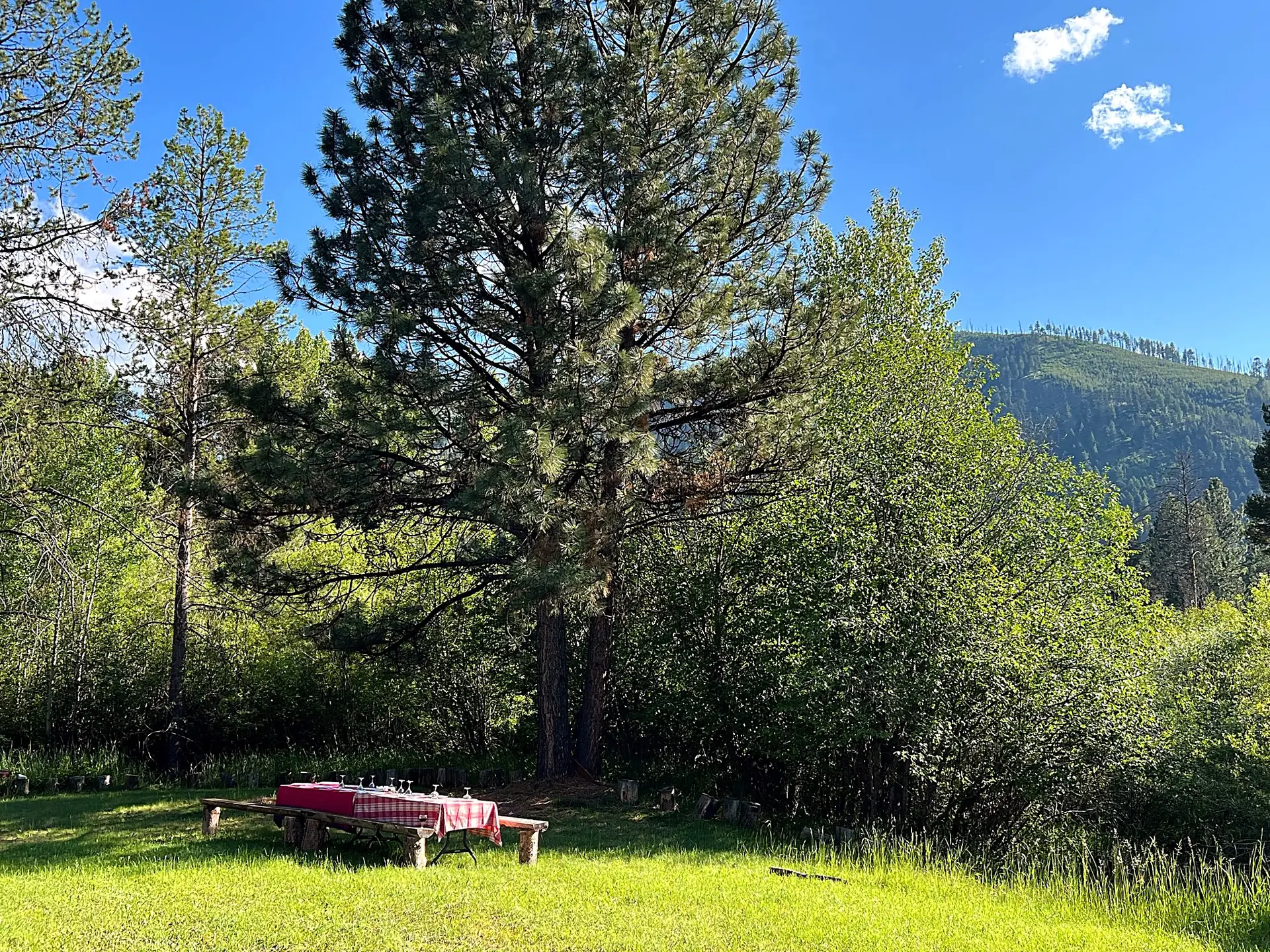 A long table with a checked cloth set under the tall pines by the river