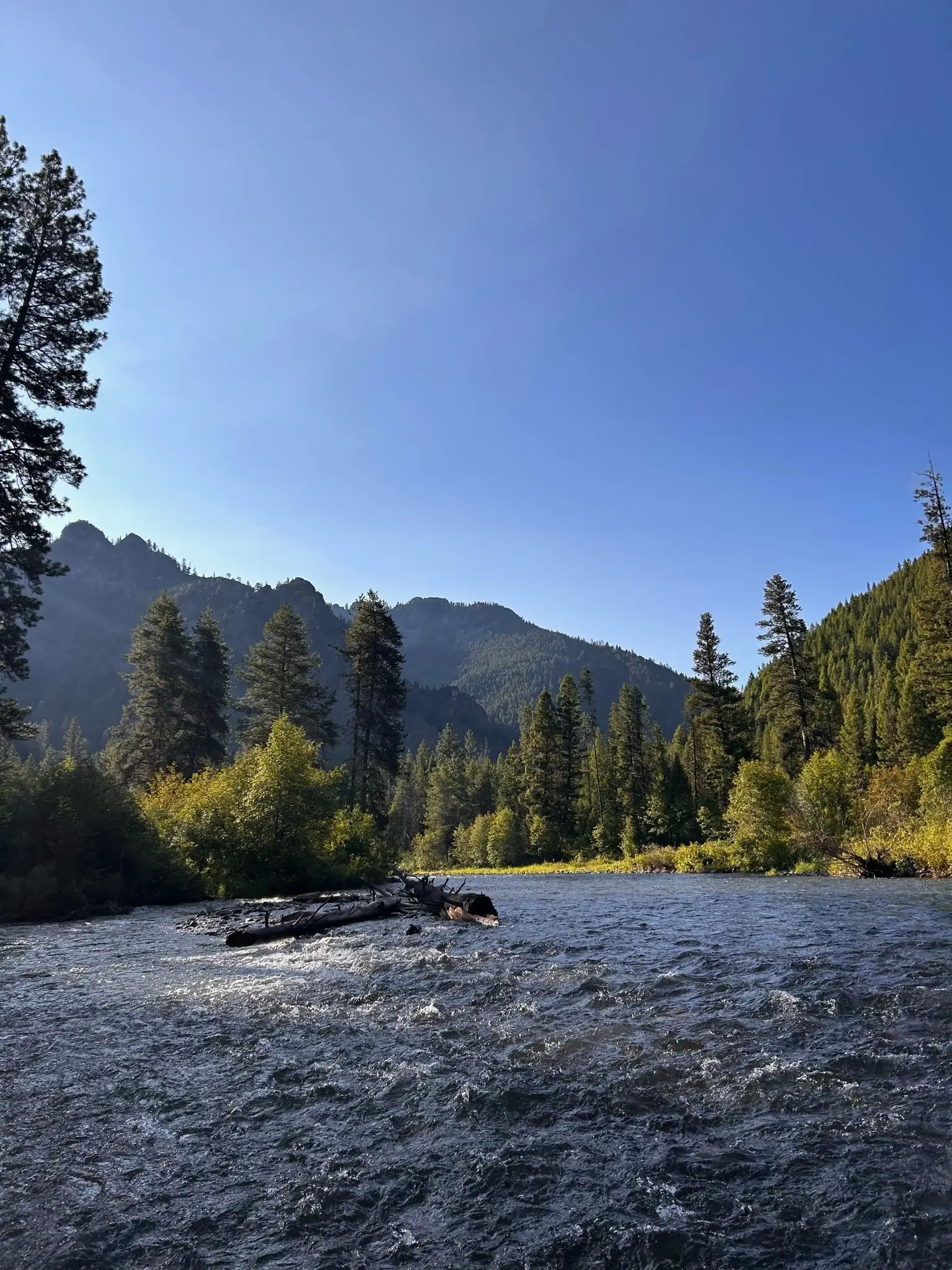 The West Fork of the Bitterroot rushing past the pines under a deep blue sky